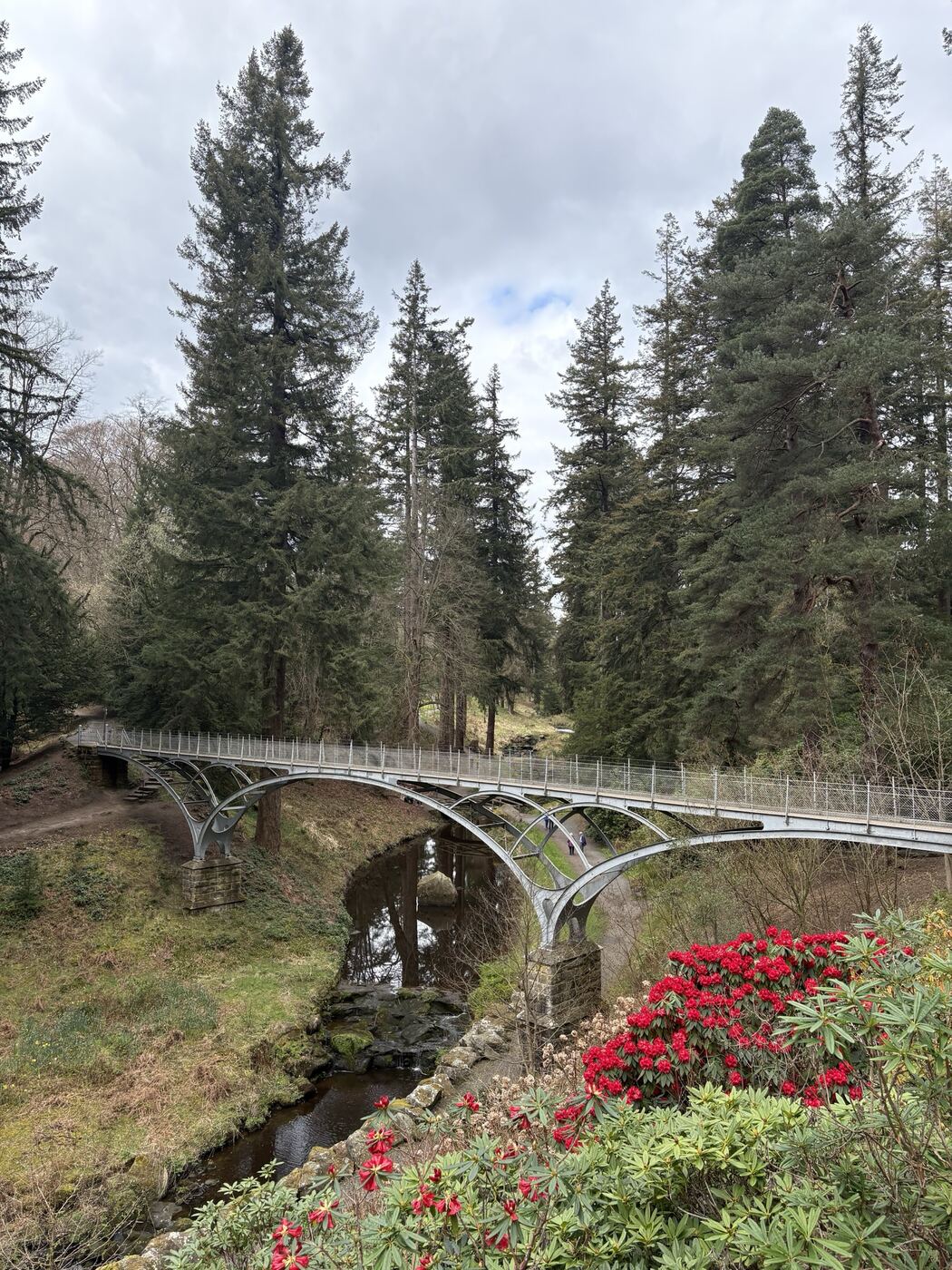 The iron footbridge over the burn on the river walk at Cragside, with pines and rhododendrons